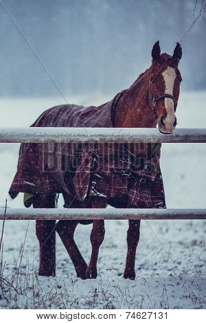Horse in the Cape