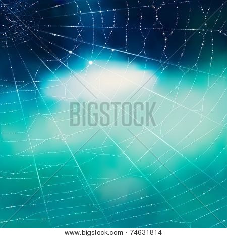 Spider's web