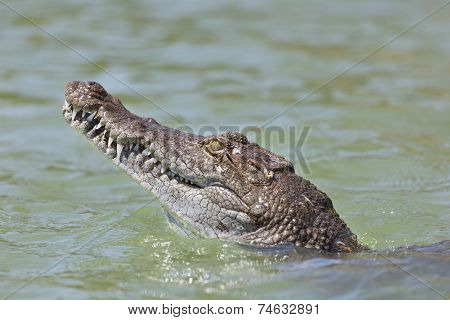 Crocodile At Lake Baringo, Kenya