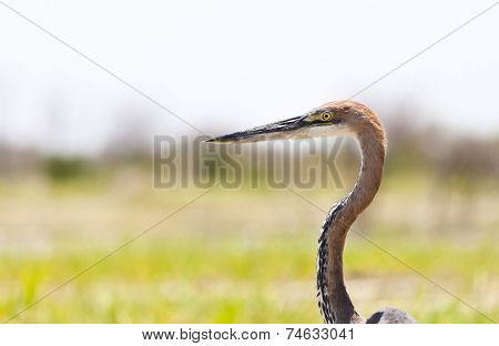 Giant Heron At Lake Baringo, Kenya