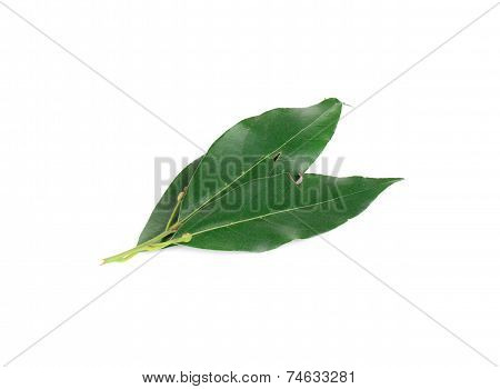Green bay leaves.