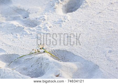 Small Crab On Beach, Kenya