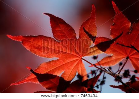 Érable rouge Leavs