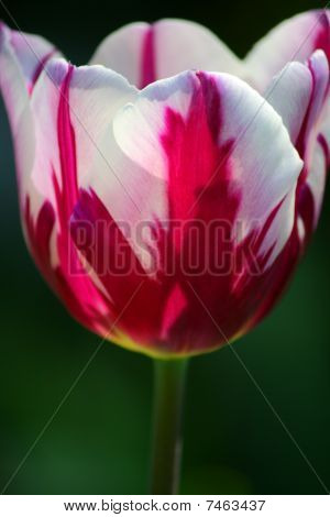 Tulipe rose et blanc