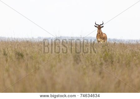 Hartebeest In Kenya