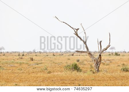 Tsavo East National Park, Kenya