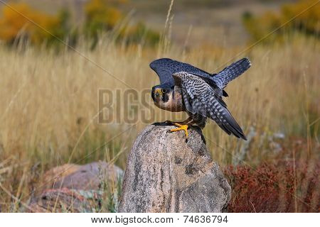 Peregrine Falcon Sitting On A Rock