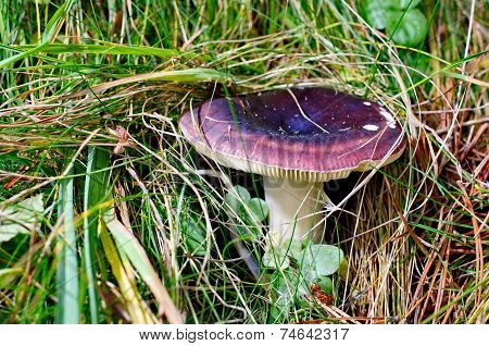 Purple Poisonous Mushroom In Vall De Nuria