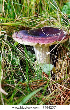 Purple Poisonous Mushroom In Vall De Nuria