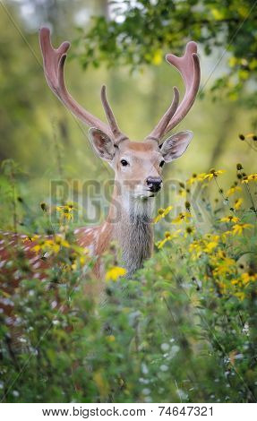 Whitetail Deer