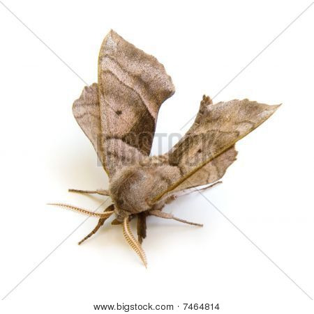 Ořech Sfinga Moth
