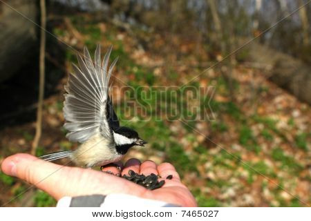 Blackcapped Luisa