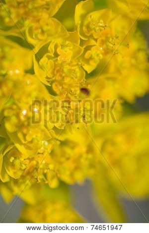Euphorbia Palustris