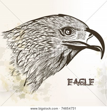 Hand Drawn Vector Eagle