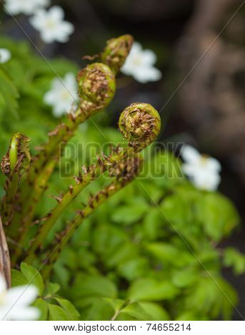 Fern Young Shoots