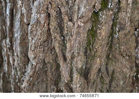 tree back ground