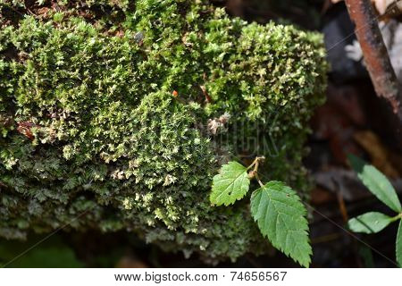 green moss