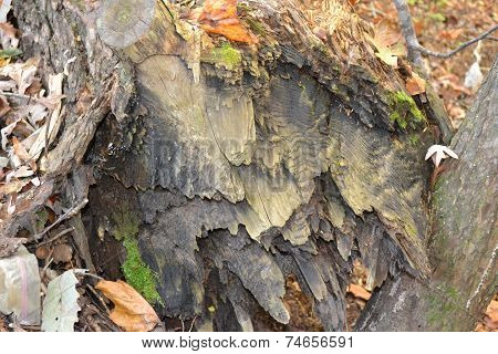 broken tree