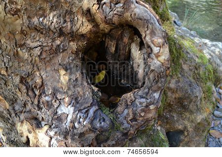 tree hole