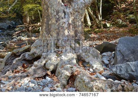 old tree