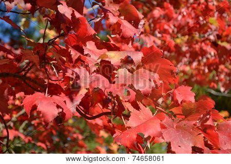 red leaf