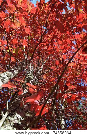 tree with red leaf
