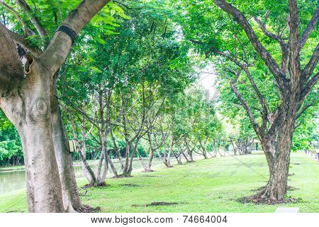 Big Trees