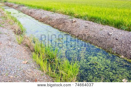 Canal Water
