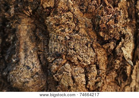 bark (wood) 1