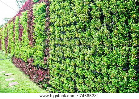 Ornamental Wall
