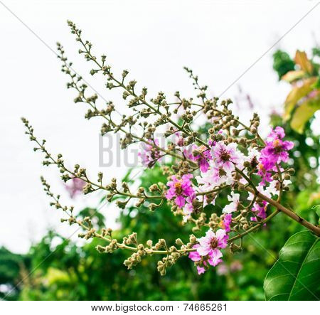 Pink Blossom Trees