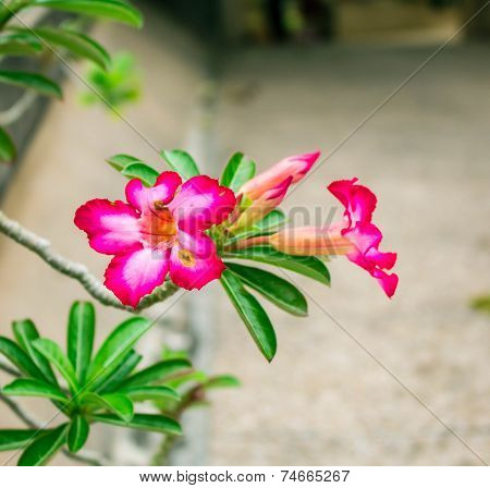 Pink Flowers In Garden