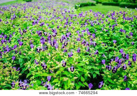 Planting Flowers