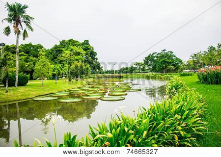 Pond In Garden