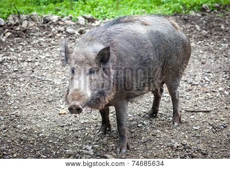 Wild boar