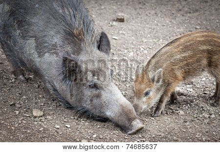 Wild boar