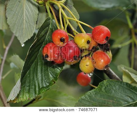 Robertson's Whitebeam Berries