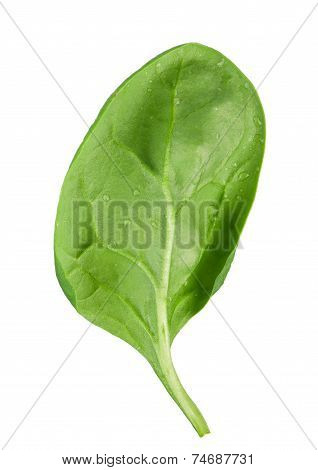 Spinach Leaf