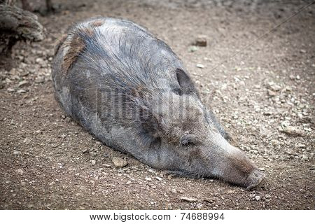 Wild boar