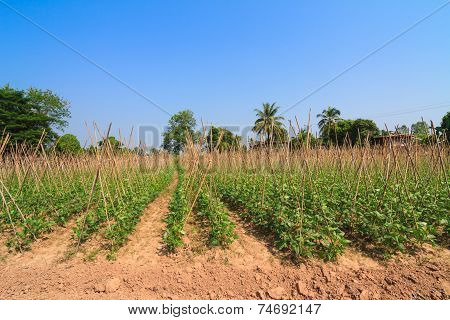 Yard long bean farm