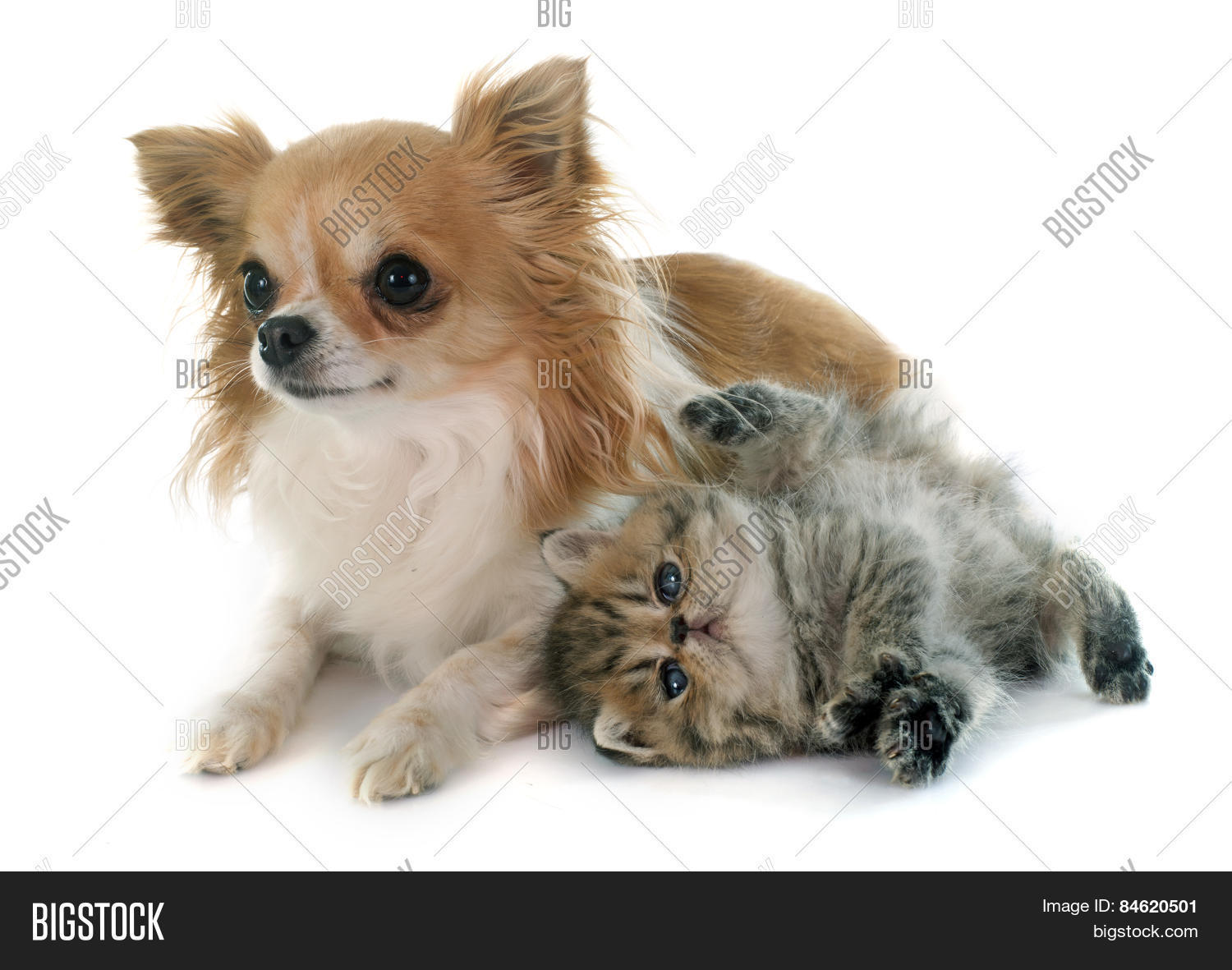 Чихуахуа и кошка. Чихуахуа и кошка. Чихуа и кошка. Чихуа и кошка. Порода кошек чихуахуа.