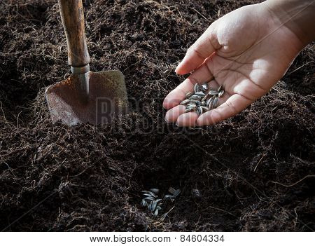 Conceptual Of Hand Plant And Sunflowers Seed In To Plantation Soil With Gardening Tool Use For Growi