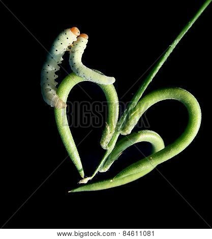 caterpiller