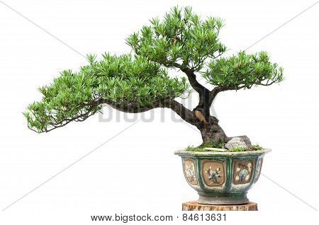 Bonsai