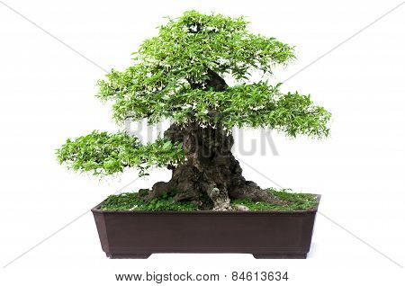 Bonsai