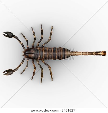 Palamnaeus