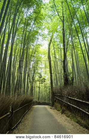 A large bamboo grove in Kyoto, Japan