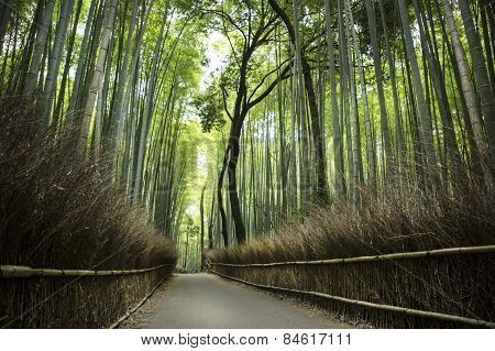 A large bamboo grove in Kyoto, Japan
