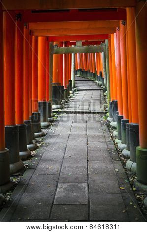 walkway through some red Tori's in Japan