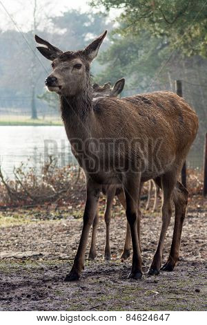 Brown deer full